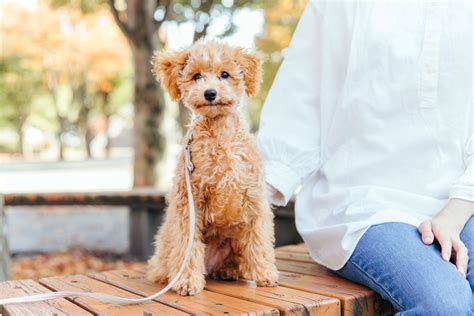 おすわりを教える: 愛犬の完璧なマナーへのガイド