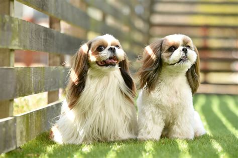 おすわり犬のしつけ、効果と方法