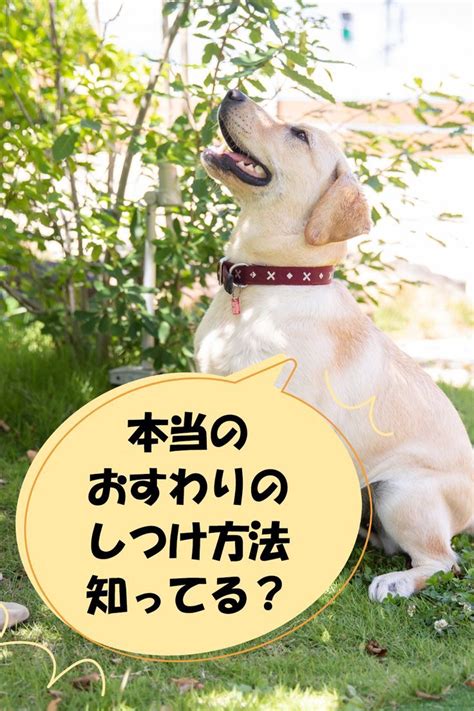 おすわり犬の正しいトレーニング方法