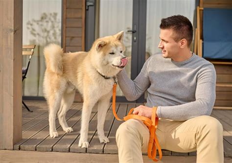 おすわり犬を賢くしつけるための完全ガイド