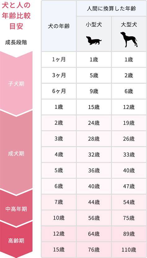 おすわり 何ヶ月？犬の成長とトレーニングの目安