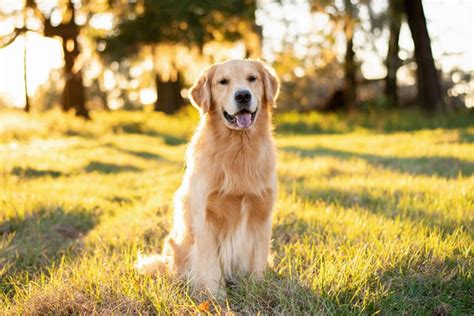 おとなしい犬、吠えない犬のすべて