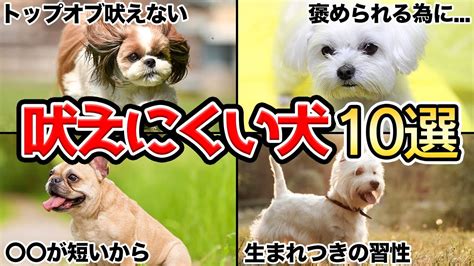 おとなしい犬、吠えない犬を飼うためのガイド