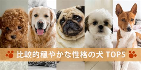 おとなしい犬の特性