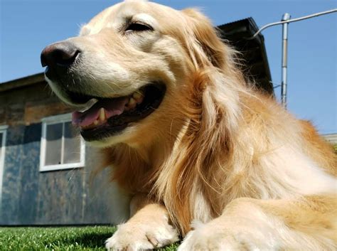 おとなしい犬の選び方