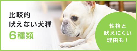 おとなしく、吠えない犬を育てるための総合ガイド