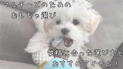 おもちゃ選びはペットとの絆を深める重要なポイント