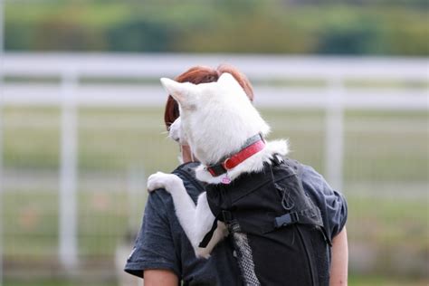 おんぶ犬のすべて：選び方、育て方、お世話のコツ