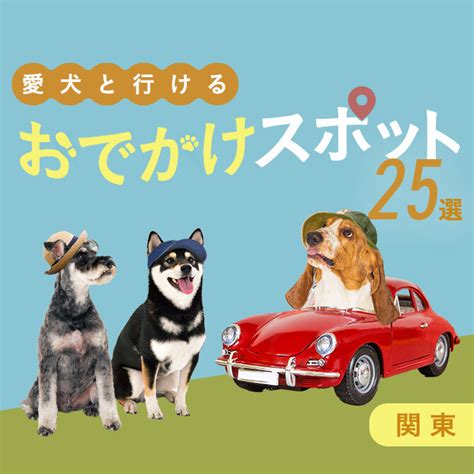 おんぶ犬完全ガイド：愛犬とのお出かけを快適＆安全に