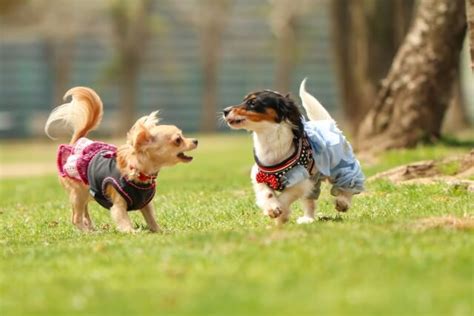 お出かけ先選びに迷ったら！いこいドッグランで愛犬と楽しいひとときを