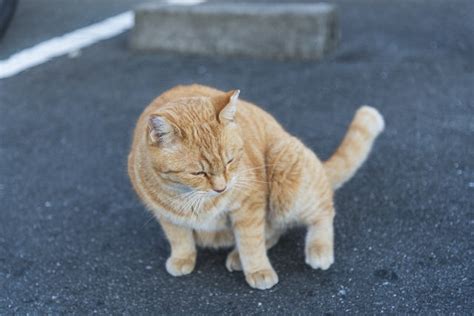 お腹に乗っかって眠る猫: 愛らしい姿に隠された意味と健康への影響