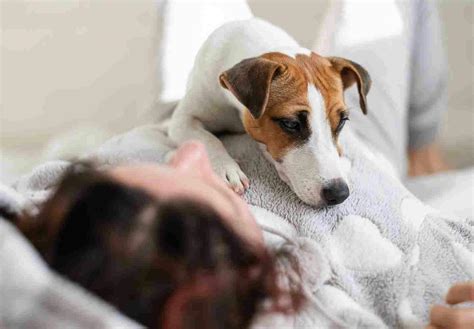 お腹の上で寝る犬の理由