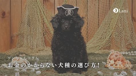 お金のかからない犬種で賢く飼う