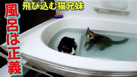 お風呂好き猫の特徴