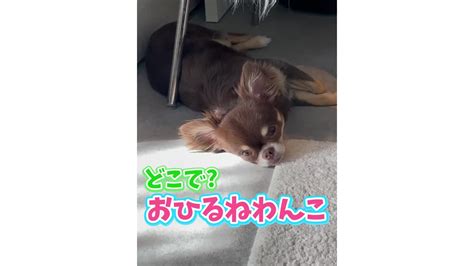 お ひる ね わんこ