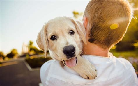 かえで動物病院でペットの健康を守ろう！