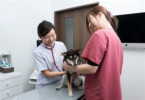 かえで動物病院：最先端医療と愛情を込めた動物ケア