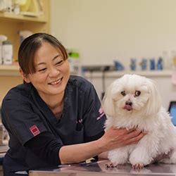 かない 動物 病院 姫路 - 港町でペットの健康を守る安心の動物病院