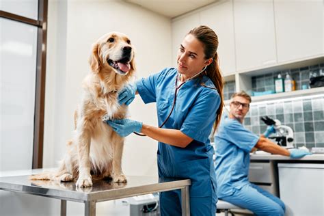 かわいい動物病院でペットの健康を守る