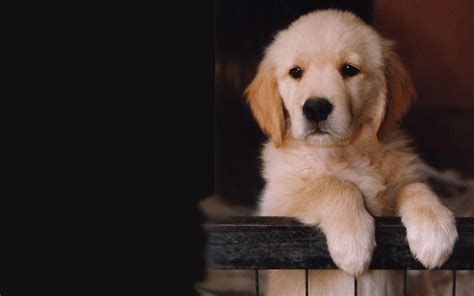 かわいい犬の壁紙で癒されよう！