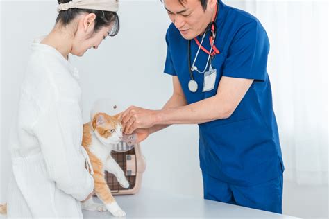 かわか み 動物 病院：ペットの健康と幸福のための包括的なガイド