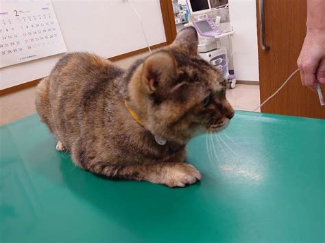 かわぐち動物病院