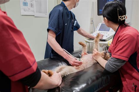 がじゅまる動物病院 岡山で充実したペットケアを