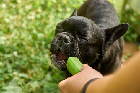 きゅうりと犬：犬にきゅうりを与えてもいいの？