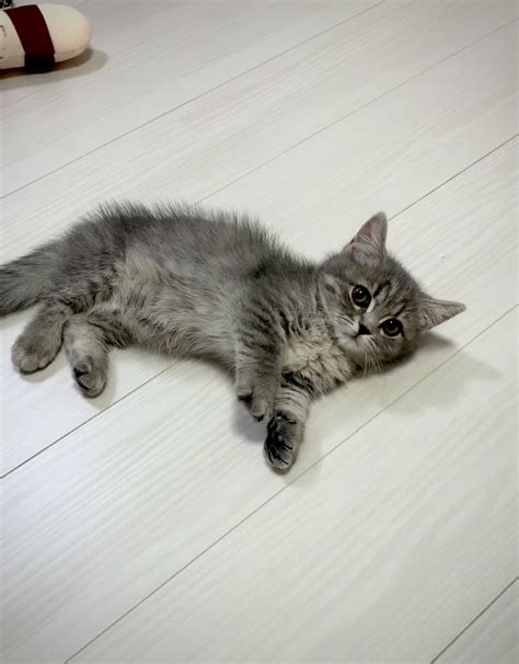 きゅるんとした瞳に癒される! 猫の魅力と飼い方ガイド