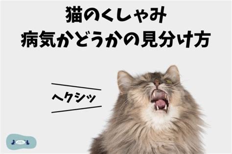 くしゃみ猫: 健康の兆候か、それとも心配の種か？