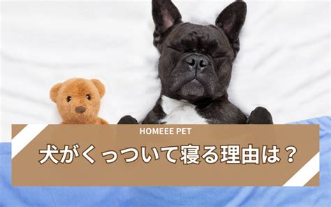 くっついて寝る犬の利点