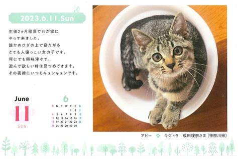 くる ねこ カレンダー: 愛猫との楽しいひと時を過ごすための究極ガイド