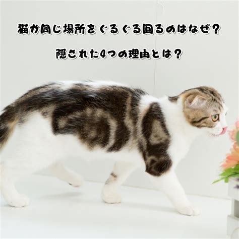 ぐるぐる回る猫の秘密と対策