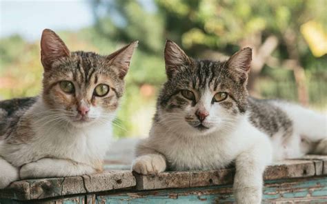 ぐるぐる猫：その行動の意味と対処法