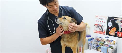 けやき台動物病院でペットの健康を守る