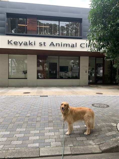 けやき通りの動物クリニックで愛犬を健やかに保つための総合ガイド