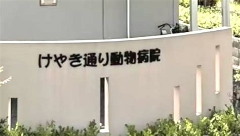 けやき通り動物病院で最善のペットケアを受ける方法