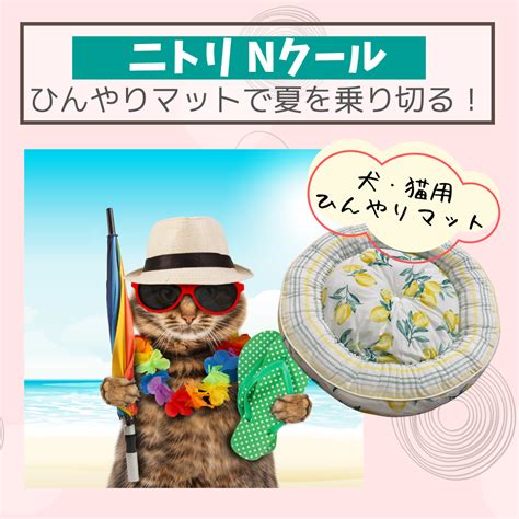 この夏を乗り切る! 猫のためのひんやりシートの全知識