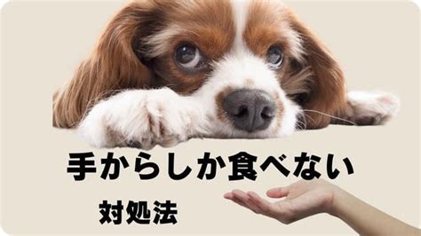 ご飯を食べない犬への対処法