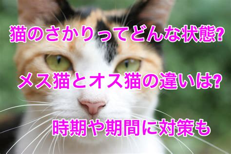 さかりのついた猫のケアと対処法