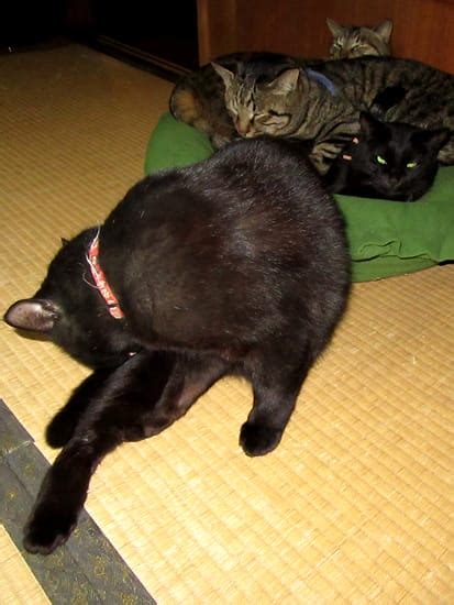 さかりのついた猫の行動