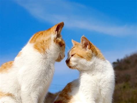 さかり猫と上手に付き合うための完全ガイド