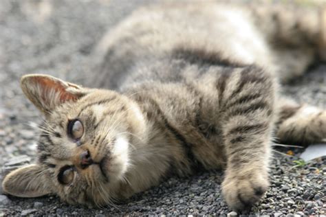 さかり猫のすべて: 健康、行動、対処法