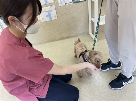 さきがおか動物病院で愛犬・愛猫の健康を守りましょう