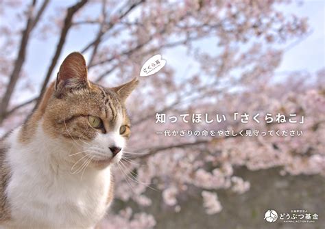 さくらねこ