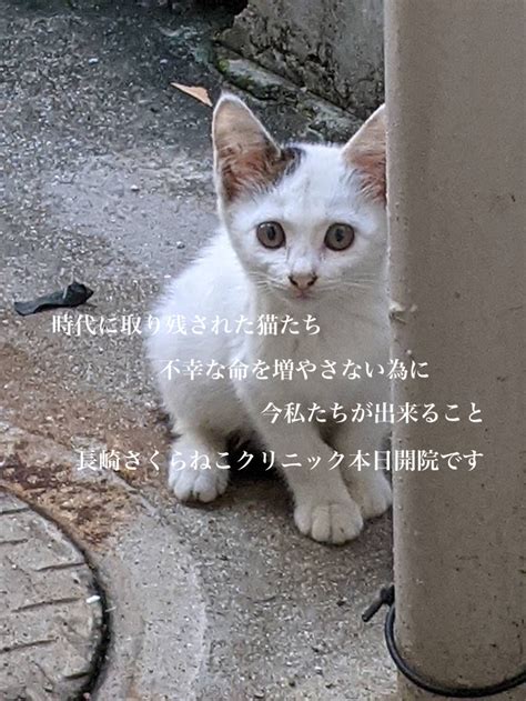 さくらねこクリニックでペットの健康を守ろう！