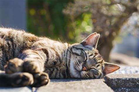 さくらねこクリニック：地域猫の健康と福祉の拠点