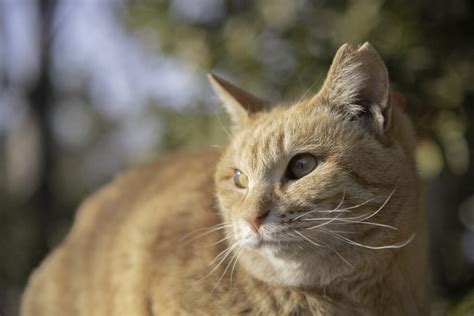 さくらねこ診療所：地域猫の健康と福祉を守る拠点