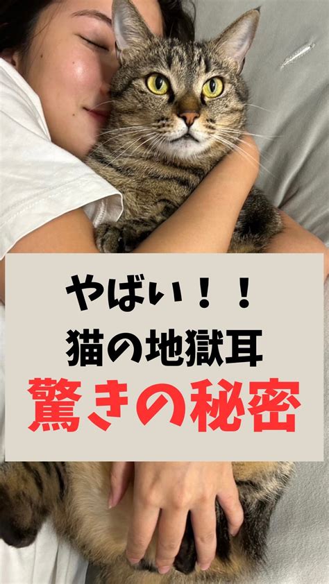 さくら ねこ 診療所：あなたの愛猫のために最善のケア