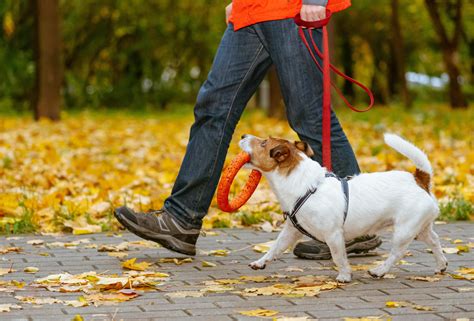 さといもはどうやって犬に与える？飼い主が知っておくべきこと